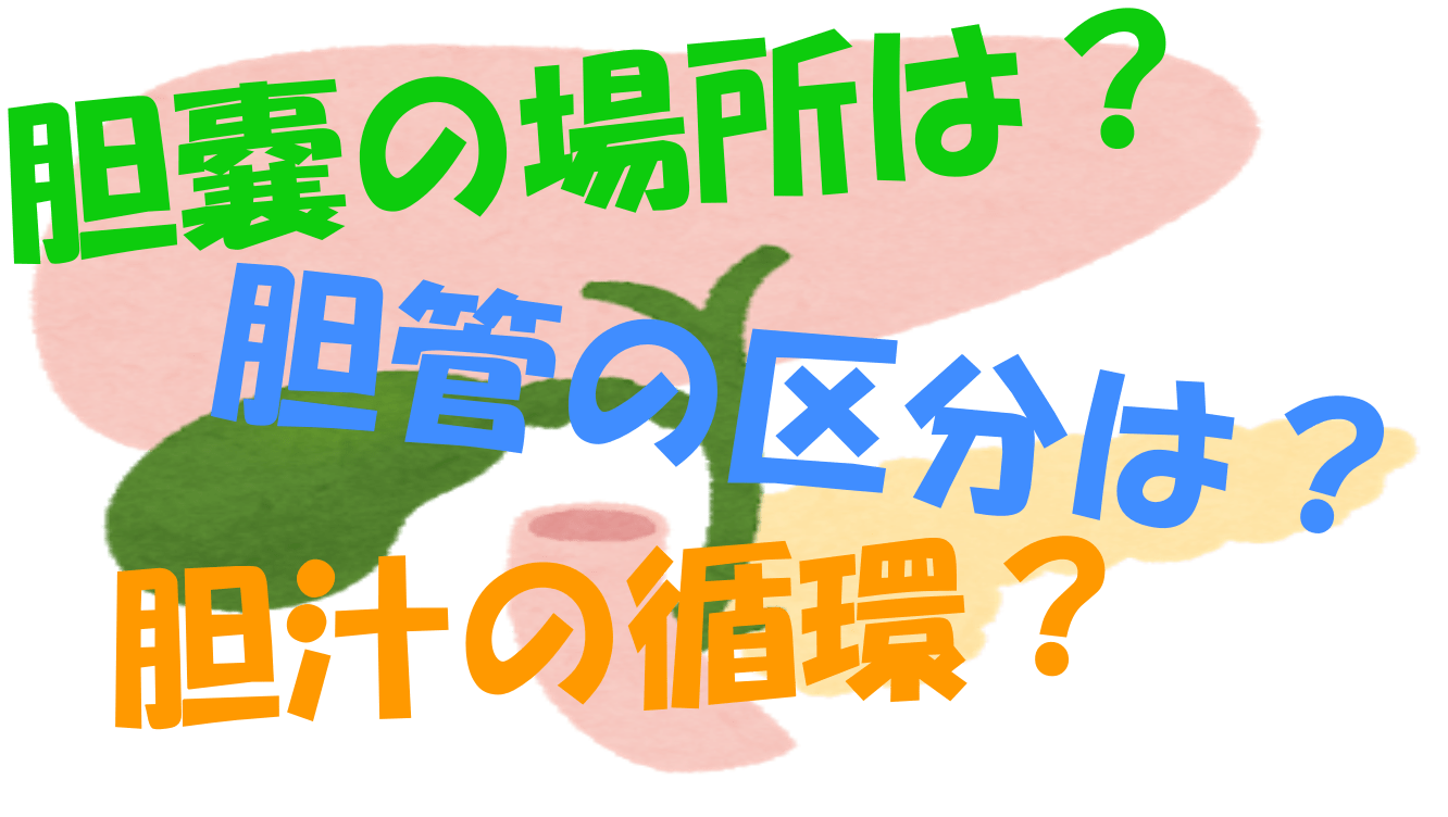 腹部エコー 胆嚢 胆管 解剖編 臨床検査技師mtもんたの医療ノート